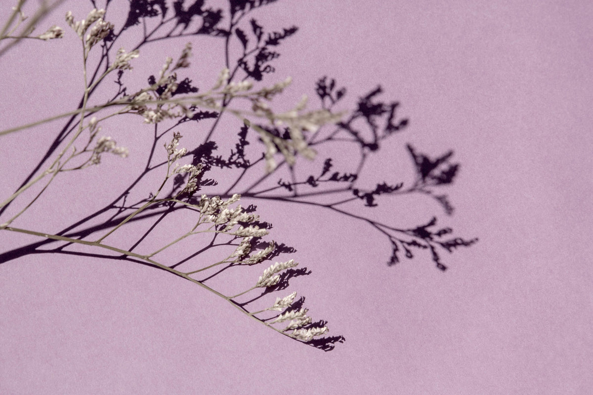 The Science of Scent and Sleep